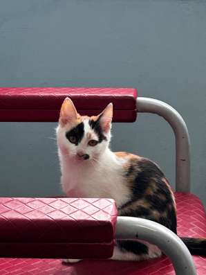 Котенок в добрые руки фото 3