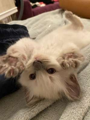Котёнок, 1,5 месяца, мальчик