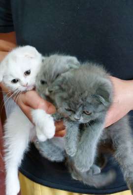 Продам шотландских котят