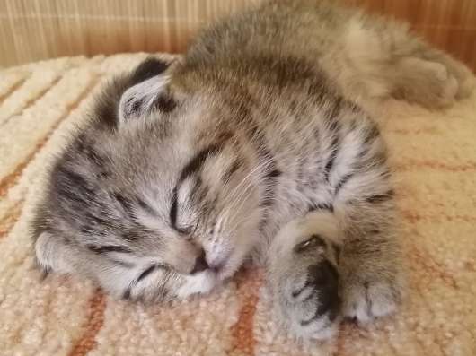 Шотландские котята в Кирове фото 5