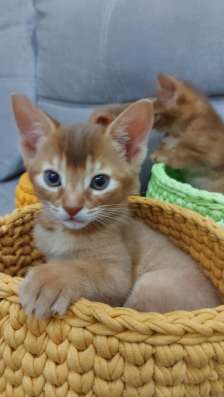 Абиссинские котята в Челябинске
