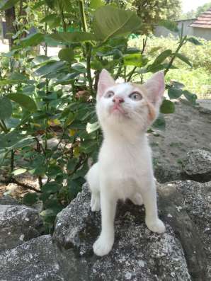 Отдам котят в хорошие руки фото 3