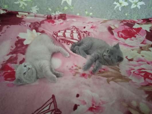 Шотландские котята фото 3