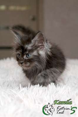 Maine Coon Female ns фото 3