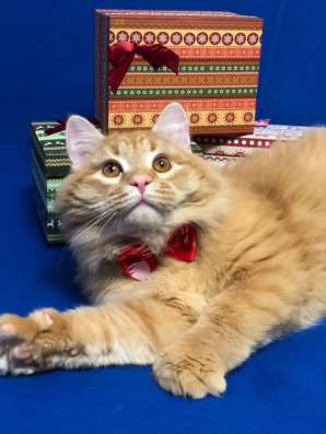 Невероятно классный солнечный котик ищет дом!