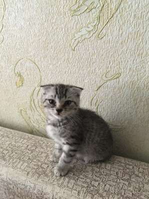 Шотландские котята в Волгограде фото 6