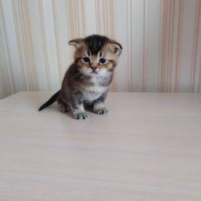 Шотландские котятки