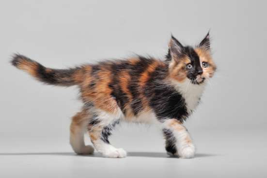 Продажа котят мейн кун фото 9