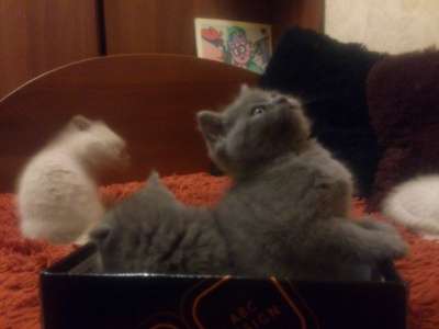 Шотландские котята в Твери