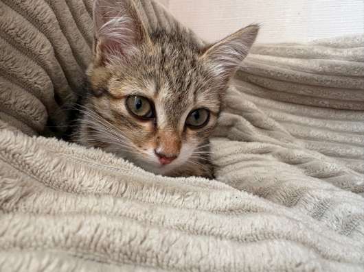 Отдам кошку