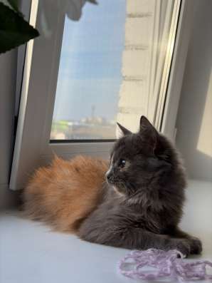 Котенок в Чебоксарах фото 5