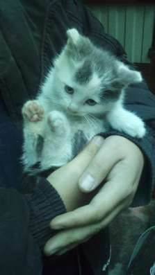 Отдам в хорошие руки котёнка в Курске