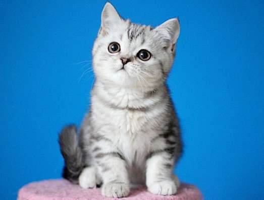 Шотландские котята для Вас