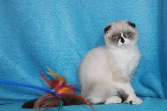Scottish Fold