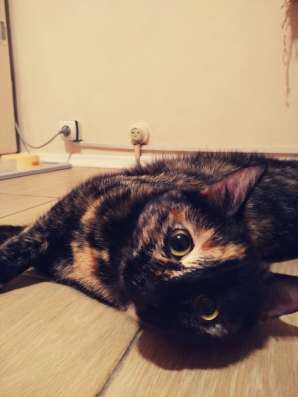 Кошка морошка