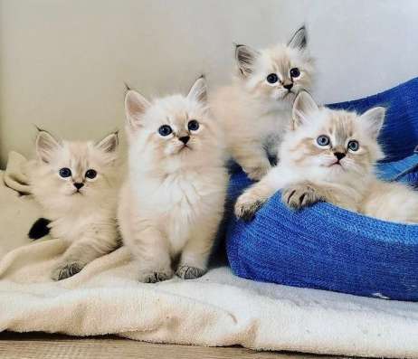 Невские Пасхальные котята