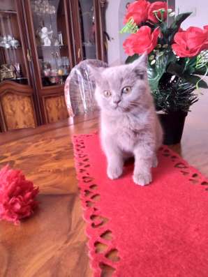 Британские котята. British kittens