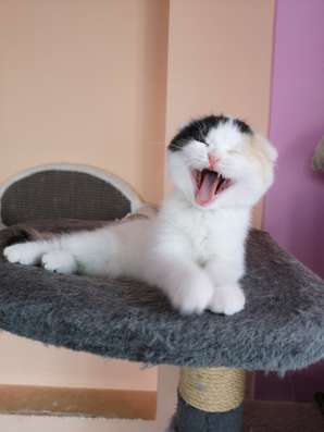Кошка Пирсея от питомника фото 4