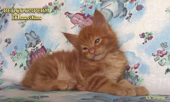 Котенок мейн кун красный солид. Шоу класс в Перми фото 14