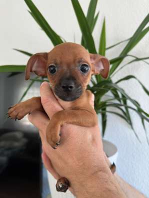 Zwergpinscher мини (до 2.5 кг) фото 27