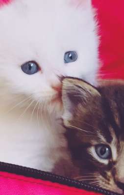 Котята мейн кун из питомника