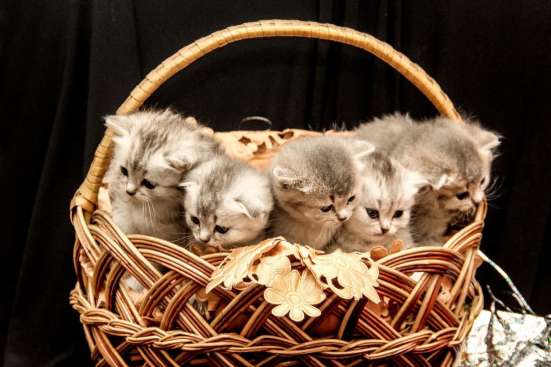Шотландские котята фото 3
