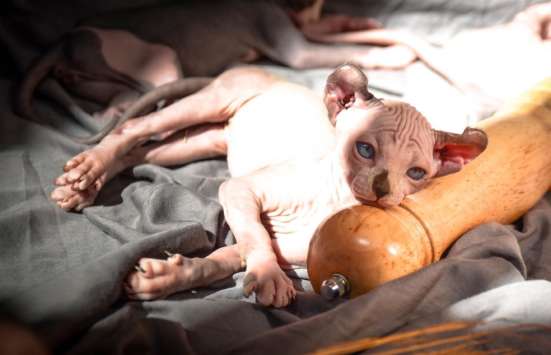 Elf Female ❤️малышка эльф сфинкс sphynx