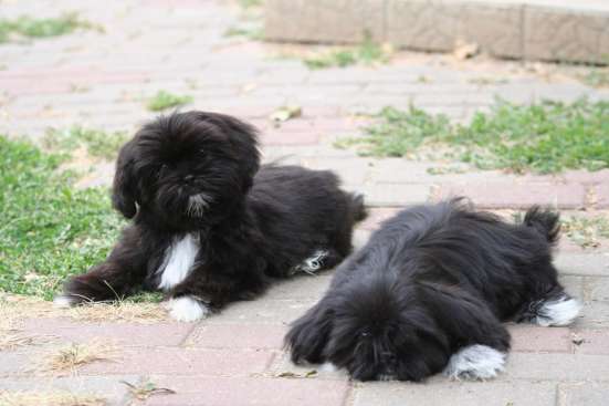 Shih tzu puppies фото 4