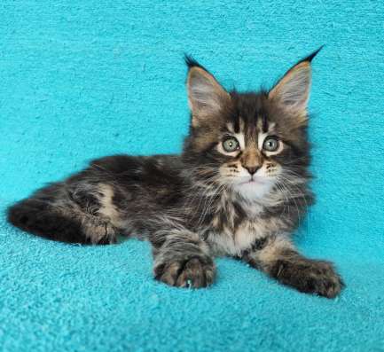 Котики мей-кун из питомника в Владимире фото 8