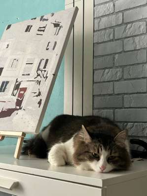 Отдадим взрослого кота в добрые руки.