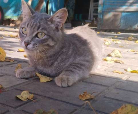 Отдам в добрые руки