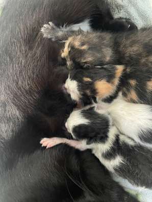 Котенок в добрые руки