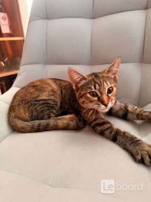 Котёнок в добрые руки в Ставрополе фото 4