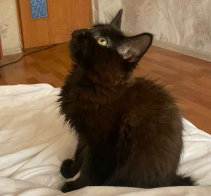 Отдаю котенка в добрые руки??