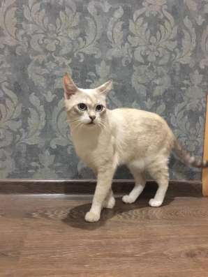 Кошка в хорошие руки