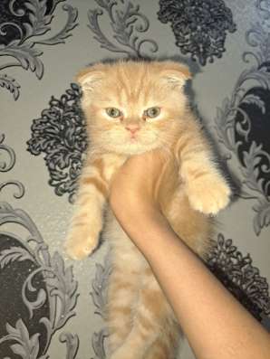 Продаются котята мальчишки