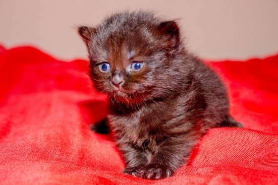 Продам шотландских котят в Симферополе фото 8