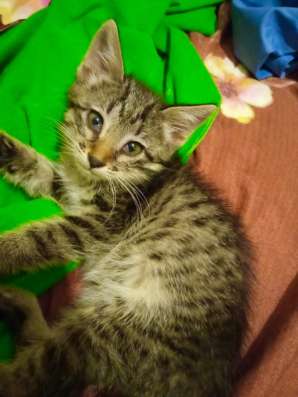 Отдам котёнка (девочка) в добрые руки