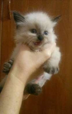 Невские маскарадные котята