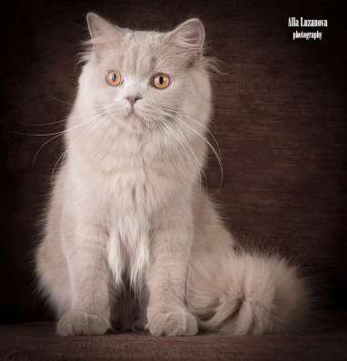 Продается! Британский длинношерстный котик