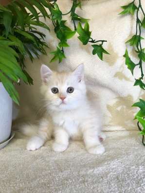 Клубный шотландский котёнок в Ставрополе фото 7