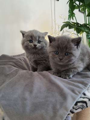 Красивые британские котята фото 6