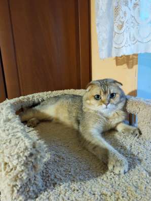 Шотландский котик с документами в Москве