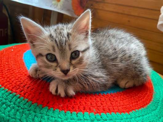 Котята (мальчики) в Набережных Челнах фото 5