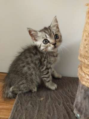 Шотландские котята фото 19