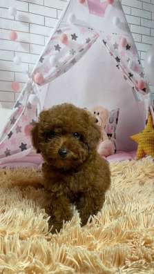 Куколки той пуделя. Toy poodle фото 5