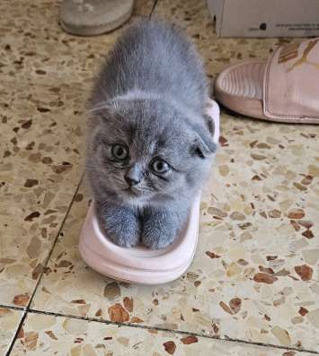 Шотландские котята фото 10