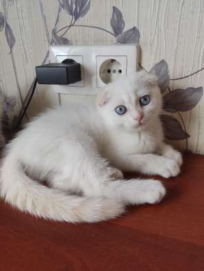 Шотландские котята в Краснодаре фото 6