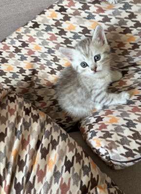 Котята британцы в Саратове фото 6