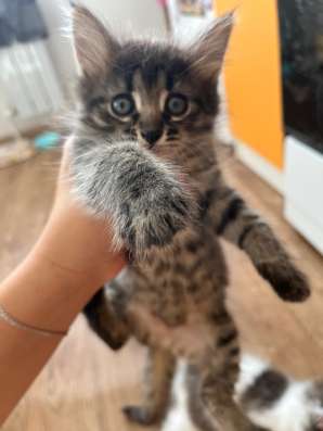 Отдам котят, две девочки
